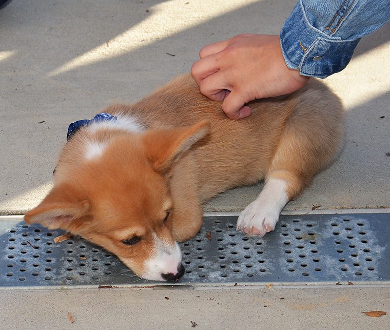 Photo of a puppy